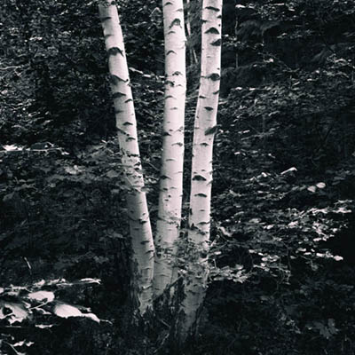 WRE_4x530